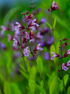 草药园开花 sage 在花园里