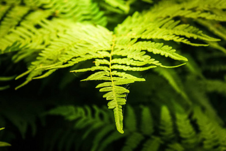 在森林里的黄昏阳光下的蕨类植物。森林中的野生动物和植被