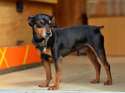 微型 pinscher