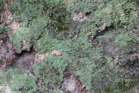 树褐色树皮的浮雕纹理与绿色苔藓和地衣上