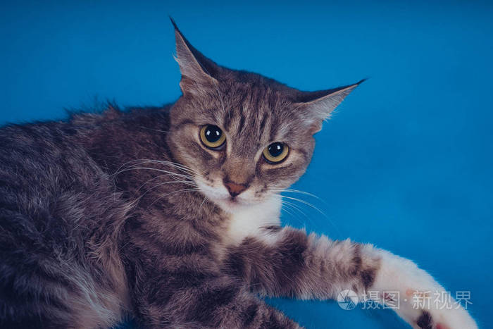 蓝色背景下的一只猫的肖像.宠物休息.文本的空白空间