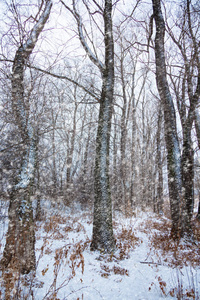 冬天初的森林, 在大雪中仍然没有什么雪