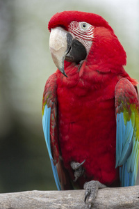 红色金刚鹦鹉从背景分离