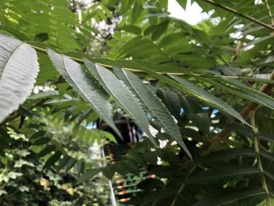 透视视图单调灰色砖石路面地面上的街道道路。人行道, 车道, 摊铺机, 绿草