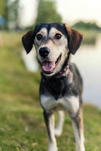 犬品种沙哑和英国猎犬