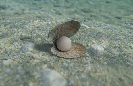 3d 插图白色贝壳中的白色珍珠牡蛎中的珍珠牡蛎和珍珠海滩上有珍珠的