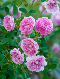 玫瑰哈洛卡尔六大粉红色的花朵在一张垂直的照片上, 明亮的绿叶和美丽的特里花, 盛开