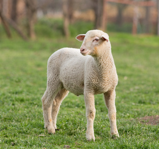 小羊在草地上