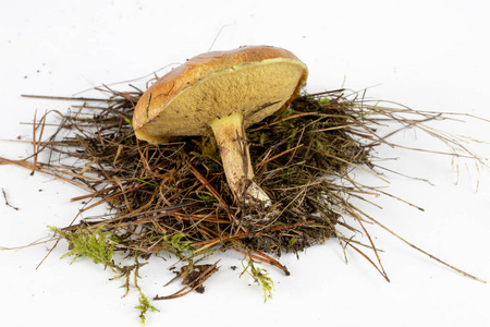 落叶森林中的湿苔藓上的森林果实.秋季季节照片