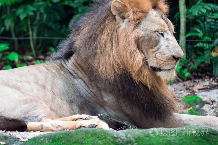 特写镜头的肌肉深胸部的雄性狮子而在森林休息带有绿色背景的多彩野生