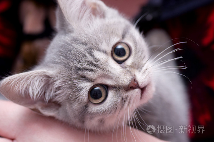 美丽的苏格兰青年猫