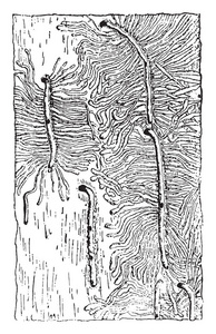 蛋画廊和画廊 Hylesinus 幼虫蠹, 复古刻插图