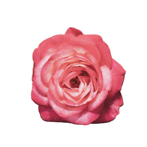 一朵红玫瑰花。在白色背景上被隔离