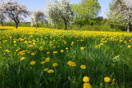春天花草坪在一个愉快的阳光明媚的四月早晨在德国南部农村
