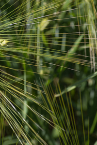 夏天农村金色景观：玉米地里的干稻草穗