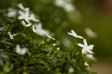 花园中栀子花 栀子 的美丽白花