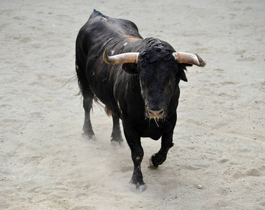愤怒的公牛在西班牙
