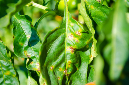 辣椒病是由疫霉疫病病毒引起的.田间蔬菜照片