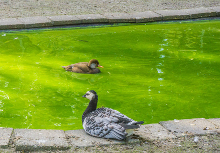 一个棕色和一只黑白色鸭子在池塘