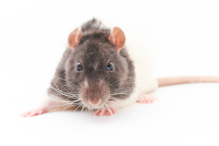 一个可爱的, 灰色的装饰老鼠的肖像。在白色背景上