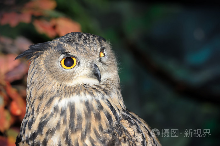 猫头鹰肖像