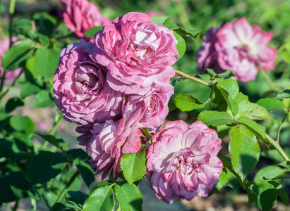 玫瑰品红丛嫩丁香花, 植物生长在花园里, 日光, 夏日, 强烈的绿叶, 玫瑰盛开, 阳光灿烂。