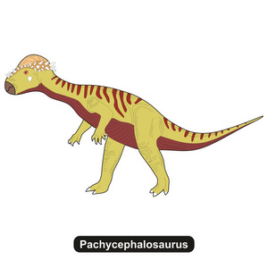 pachycephalosaurus 恐龙绝种动物照片