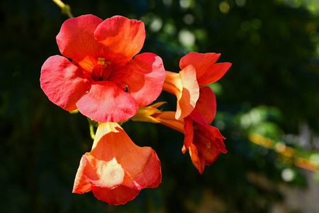 美丽的红色开花芙蓉