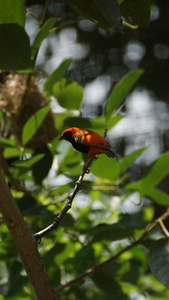 桑给巴尔红主教是一种鸟类科。它分布在肯尼亚莫桑比克和坦桑尼亚