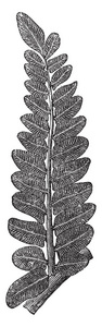 蕨类化石的图片, 称为 Neuropteris, 复古线画或雕刻插图