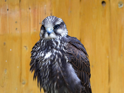 猎猎鹰, Falco cherrug, 是一个优秀的飞行员