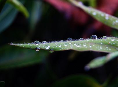 早晨的甘露图片