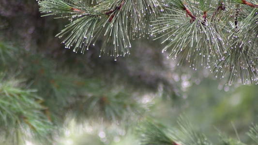 夏日森林里的大雨雨落在绿树的绿叶上。