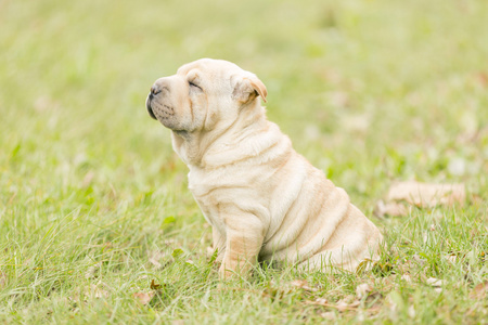 shar pei 小狗