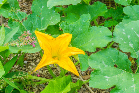 大黄花在南瓜植株上, 叶子巨大