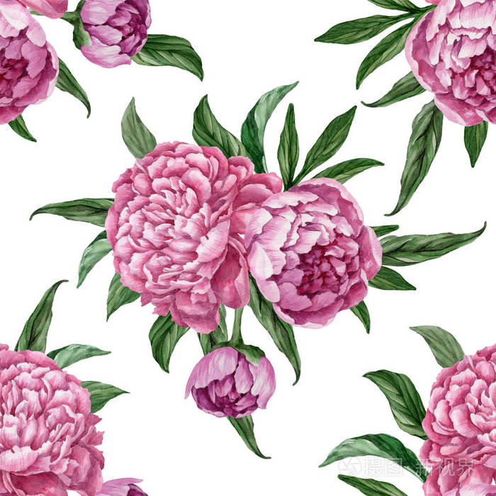 精致而柔和的花型与盛开的牡丹在白色背景下分离, 水彩手绘设计