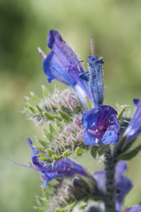 紫丁香花