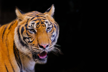 孟加拉虎的虎肖像