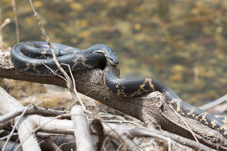 游蛇黑蛇蛇或 schrenck 的蛇照片