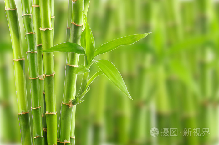 竹背景照片 正版商用图片08unwg 摄图新视界