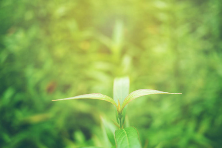 绿叶软焦点与特写在自然视野中的模糊绿地背景与复制空间使用设计壁纸概念