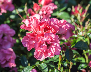 玫瑰基金会在花枝上的簇上有双鲑鱼粉红色的花朵, 植物被太阳照亮, 在花园里生长, 日光