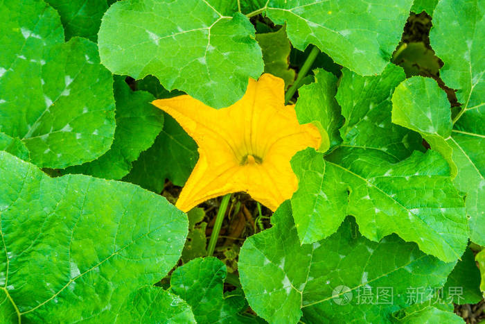 南瓜植株上大叶子之间的大黄花
