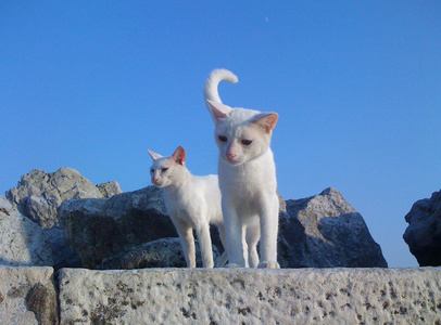 蓝色的天空，白色猫