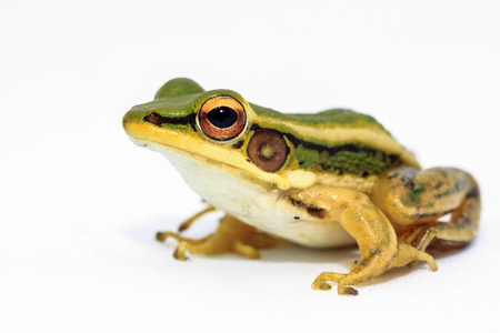 绿色的青蛙クリスタルと時計します.照片