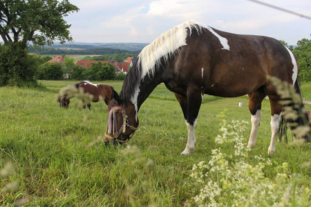 在德国南部非常炎热的温度下, 让马享受新鲜的绿草和蓝天, 在地平线上有宽阔的天使景观