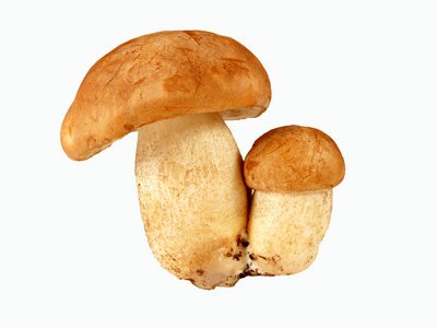 leccinum scabrum远东 scabrum