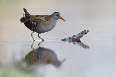 水铁路 rallus aquaticus