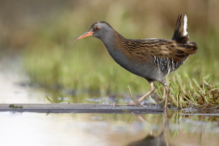 水铁路 rallus aquaticus