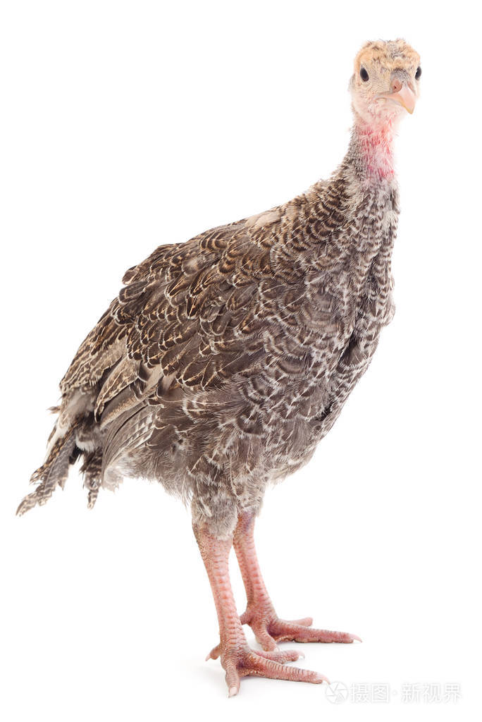 白色背景的幼火鸡鸟照片-正版商用图片08utgf-摄图新视界